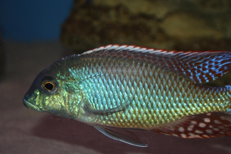Lethrinops oculatus 'Chesese'